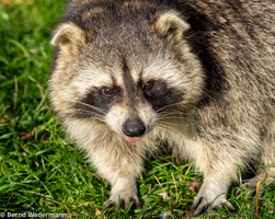 Raccoon (M05P1457)