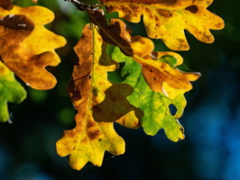 Herbstlaub (pic 00325)