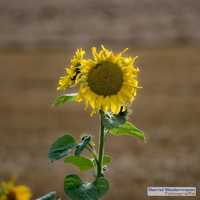 Sunflower (X8080929 DxO-LR-20210808)