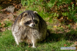 Raccoon (M05P1217 DxO-LR-20191024)